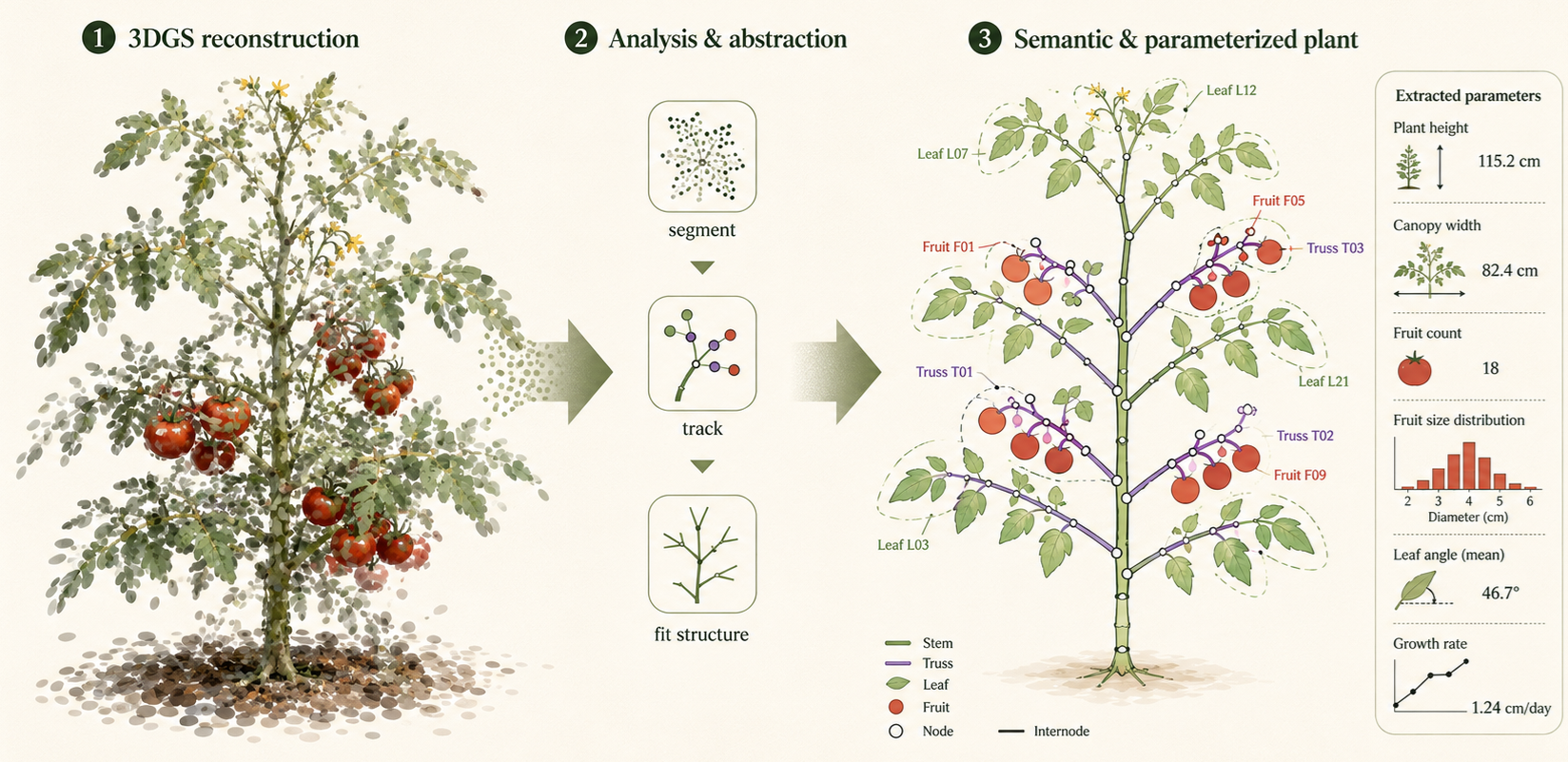 From 3D Gaussian Splatting reconstruction of a tomato plant, through segmentation and tracking, to a semantic, parameterized plant with extracted measurements: plant height, canopy width, fruit count, fruit-size distribution, leaf angle and growth rate.
